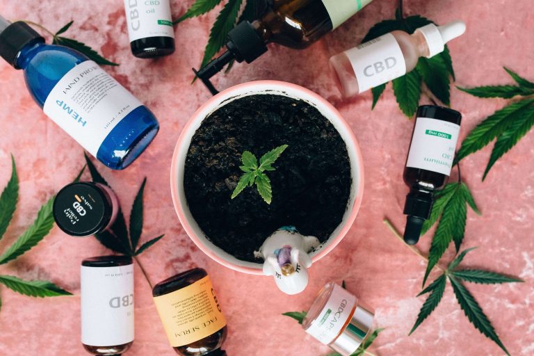 Cannabis-Setzlinge und Pflanzenpflege