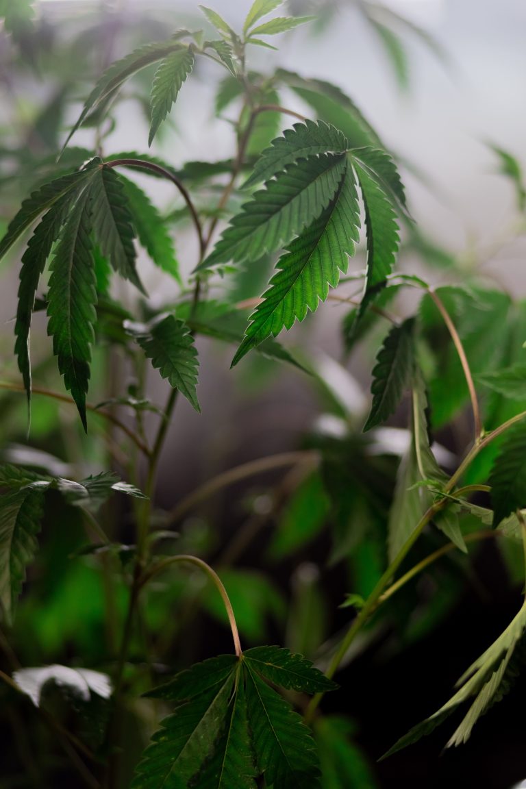 Die 4 Phasen des Cannabis-Pflanzenwachstums