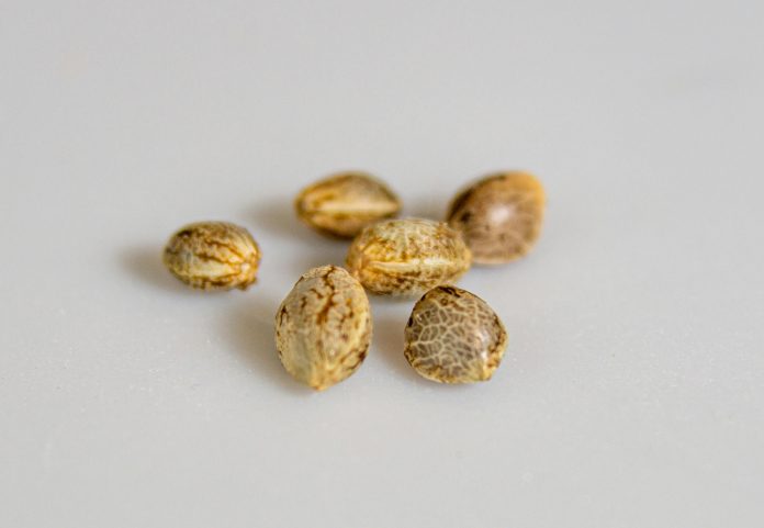 Cannabis seed